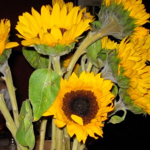 my inspiration for the colors