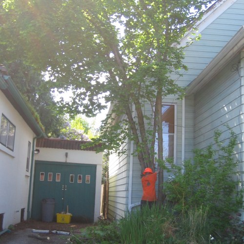 the tree that caused the damage