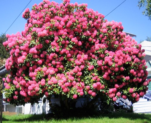 camelia tree