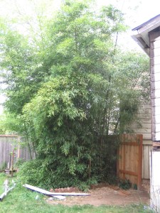 bamboo clump early bamboo clump