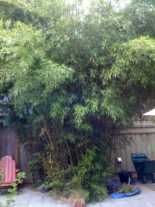 the year after the barrier the year after the root barrier