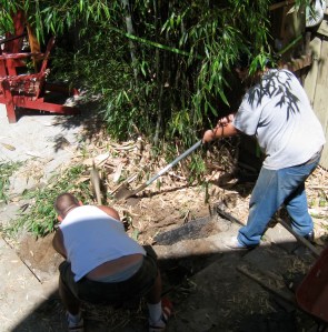 whacking the roots huge mess of roots