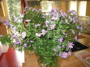 purple aster